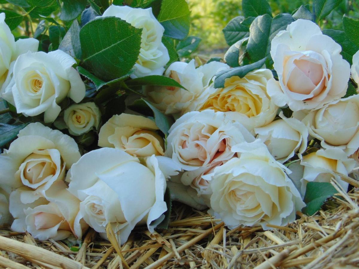 Fleurs De Brenne Gite Neuillé-le-Lierre Eksteriør billede